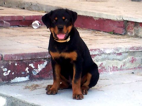 Rottweiler