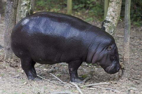 riekephotos/Shutterstock.com