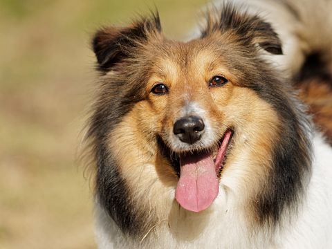Most Expensive Dog Breeds to Maintain in the World