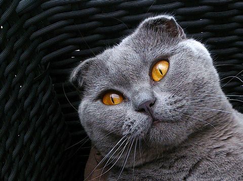 Most Expensive Cat Breeds in the World
