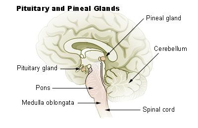 Endocrinology