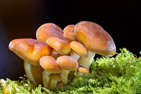10 Most Profitable Gourmet Mushrooms to Grow