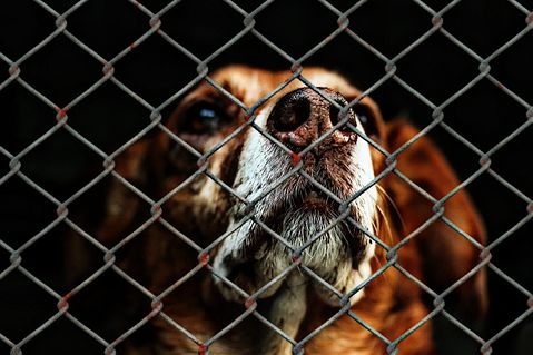 11 Worst States To Be An Animal 
