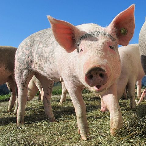 10 States That Produce the Most Pork in America