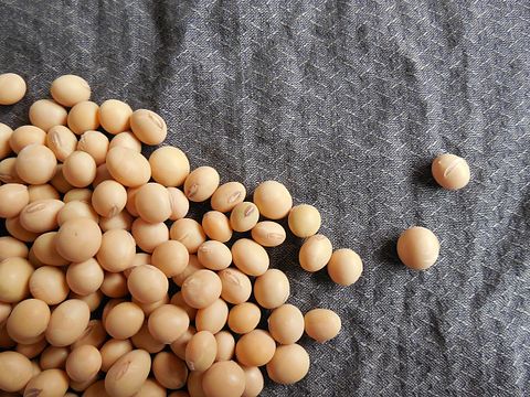 soybeans Most Common Food Allergies In Infants