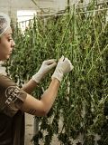 15 Most Valuable Weed Companies in the World