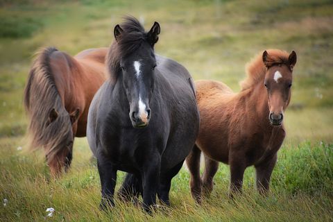 10 States That Produce The Most Horses in America 