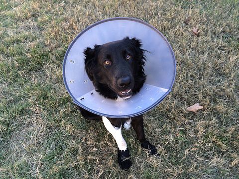25 Best States For Veterinarians