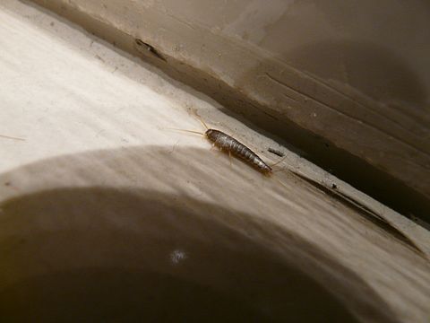 10 Most Annoying Bugs Found in Your House