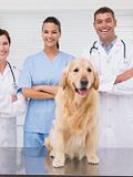 7 Most Affordable Veterinary Schools in the US