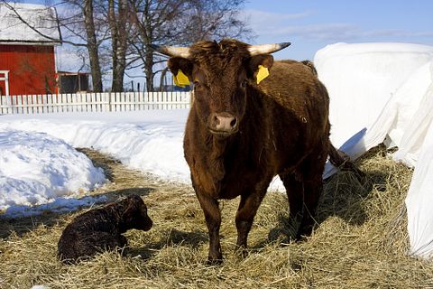  dexter, cow, birth, calf, grass, farm, dual-purpose, breed, rare, mini, spring, livestock, cattle, snow 6 Easiest Cows To Raise With Your Children 