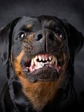 11 Deadliest Dog Breeds in the World
