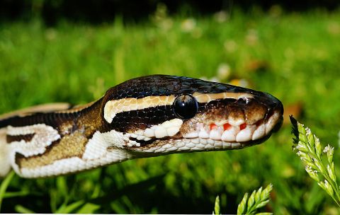 10 States With the Most Venomous Snakes in America