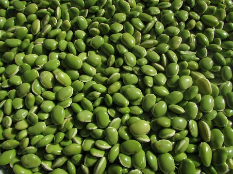 10 Easiest Farm Crops to Grow 