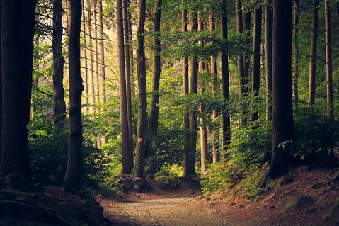 woods-945405_1280