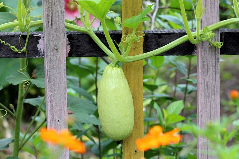 11 Easiest Garden Vegetables To Grow