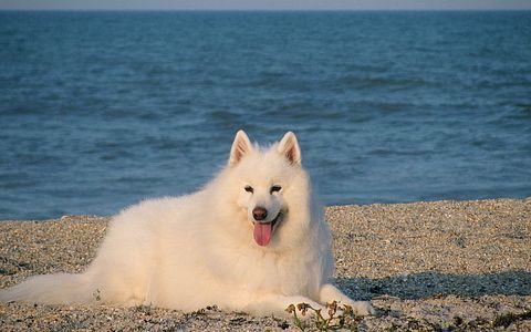 Samoyed
