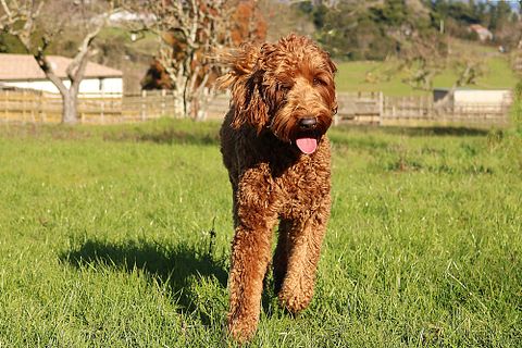 10 Best Autism Service Dogs for Adults 