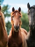 10 Countries that Have the Most Horses in the World