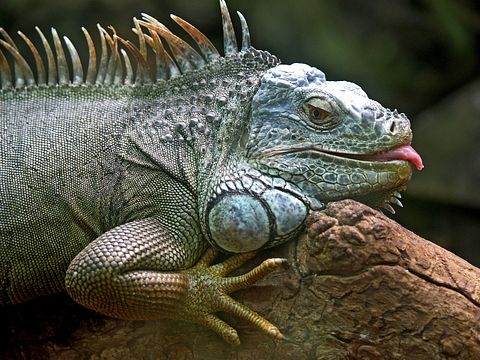 iguana-50198_1280