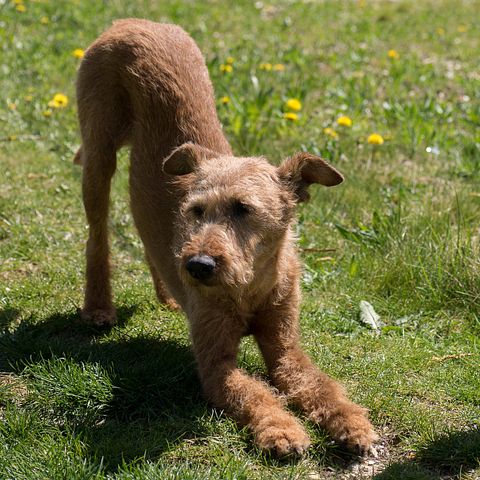 Irish terrier
