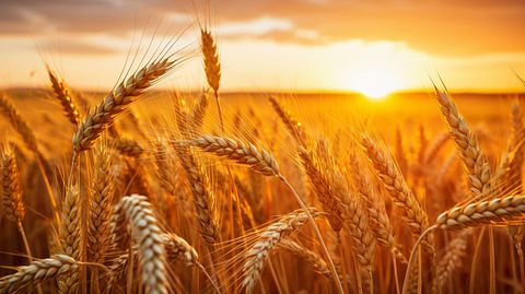 BMO Lifts Archer-Daniels-Midland (ADM) Target After Q4, Says EPS Still Needs to Catch Up