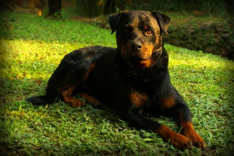 rottweiler-684880_1280