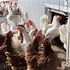 Strong US Chicken Profits Led to BMO Capital's Target Price Increase on Pilgrim's Pride (PPC)