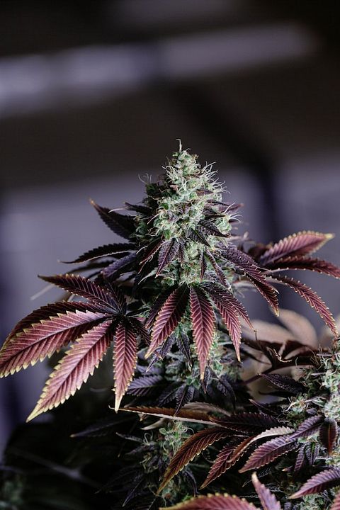 Cannabis, Medicine, Health