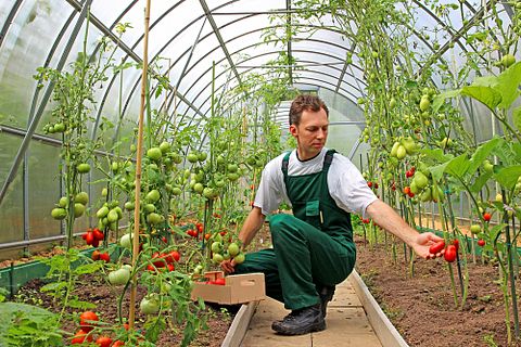 Top 8 Most Profitable Specialty Plants to Grow in a Greenhouse