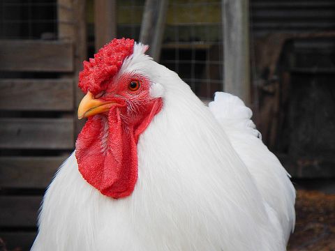 10 Biggest Chicken Producing States in America