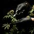 5 Best CBD Stocks to Buy Right Now