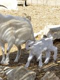10 Easiest Goat Breeds to Raise