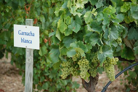 10 Countries that Export the Most Wine in the World