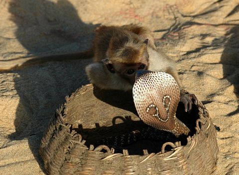 11 Most Poisonous Snakes in India