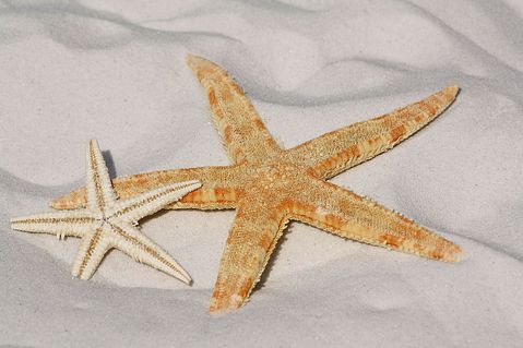 starfish-343791_1280