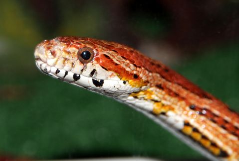 10 Most Common Snakes in America
