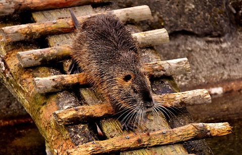 11 Most Painful Cruel Horrific Deaths and Execution Methods in History