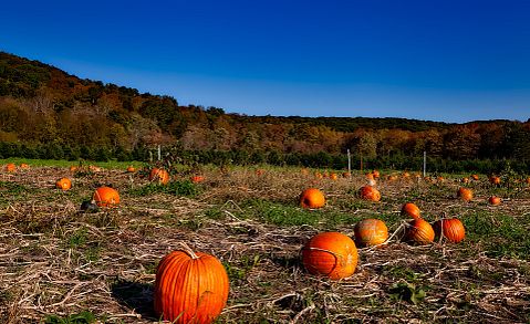 15 Best Apple and Pumpkin Picking Farms Near New York City or New Jersey 