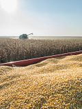 10 Countries That Export the Most Corn in the World