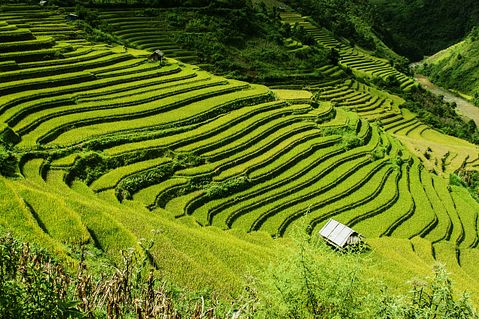 rice-terraces-276017_1280