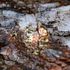 First Mining Receives Federal Approval for the Springpole Gold Project Environmental Assessment
