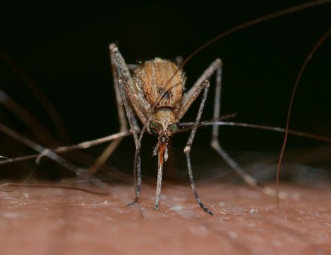 Top 10 Countries With Zika Virus in Americas
