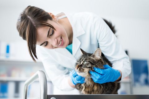 6 Veterinary Schools in California with the Highest Acceptance Rates