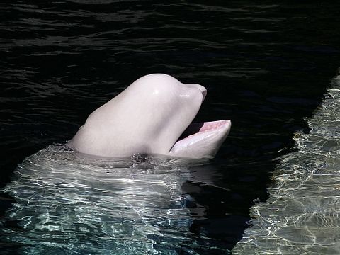 Ross Strachan/Shutterstock.com 