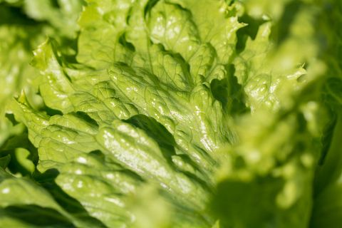 10 Easiest Farm Crops to Grow 