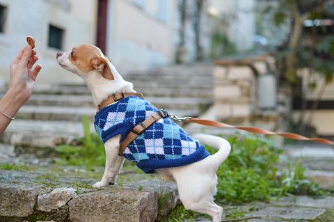 Dogs, Treats, Animals
