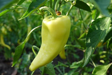 11 Easiest Garden Vegetables To Grow