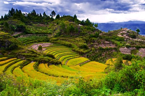 11 Countries that Eat the Least Meat in the World