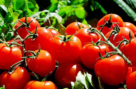 8 Countries that Produce the Most Tomatoes in the World
